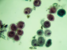 Cargar imagen en el visor de la galería, MICROSCOPIO BINOCULAR DIGITAL AVANZADO CON CÁMARA INTEGRADA REDLINE EISCO