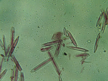 Cargar imagen en el visor de la galería, MICROSCOPIO BINOCULAR DIGITAL AVANZADO CON CÁMARA INTEGRADA REDLINE EISCO