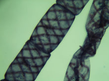 Cargar imagen en el visor de la galería, MICROSCOPIO BINOCULAR DIGITAL AVANZADO CON CÁMARA INTEGRADA REDLINE EISCO